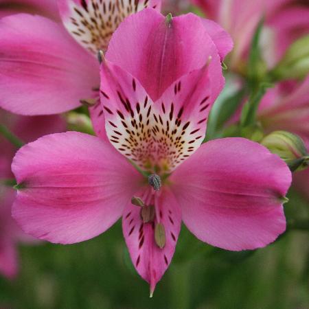 ALSTROEMERIA 'Edouard'