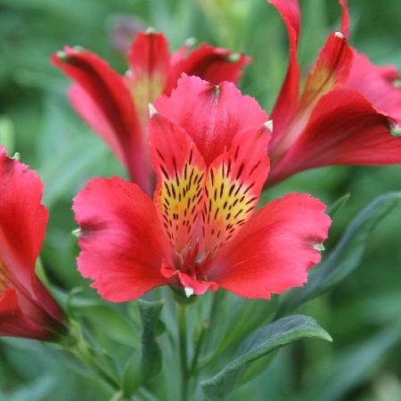 ALSTROEMERIA 'Diane'