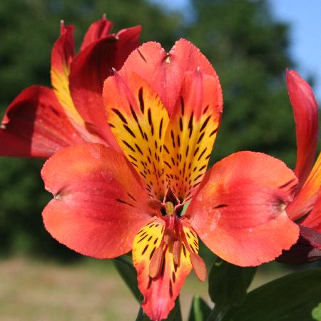 ALSTROEMERIA 'Brissac'