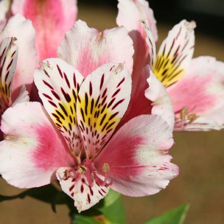 ALSTROEMERIA 'William'