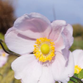 ANEMONE hybrida 'Loreley'