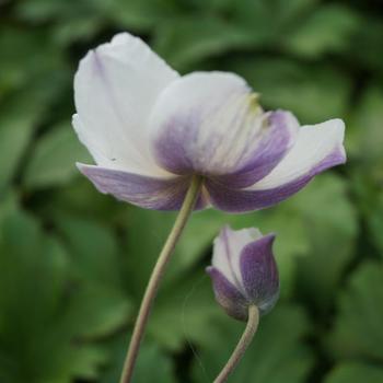 ANEMONE 'Elfin Swan' ®