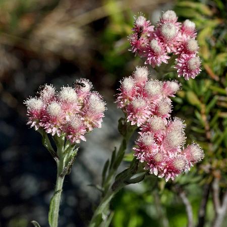 ANTENNARIA