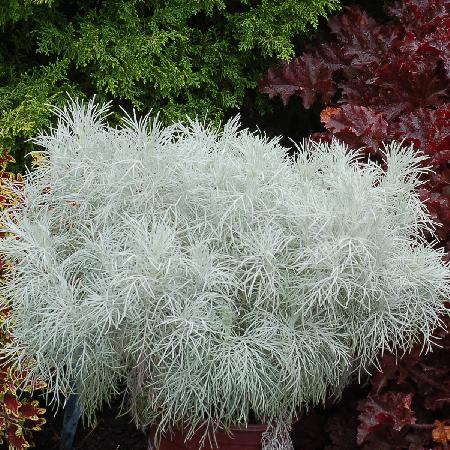 ARTEMISIA 'Makana Silver'  ® 
