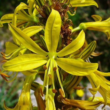 ASPHODELINE lutea
