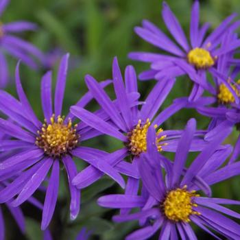 ASTER amellus 'Butzemann'