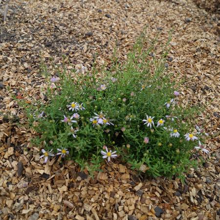 ASTER ericoides 'Pink Cloud'