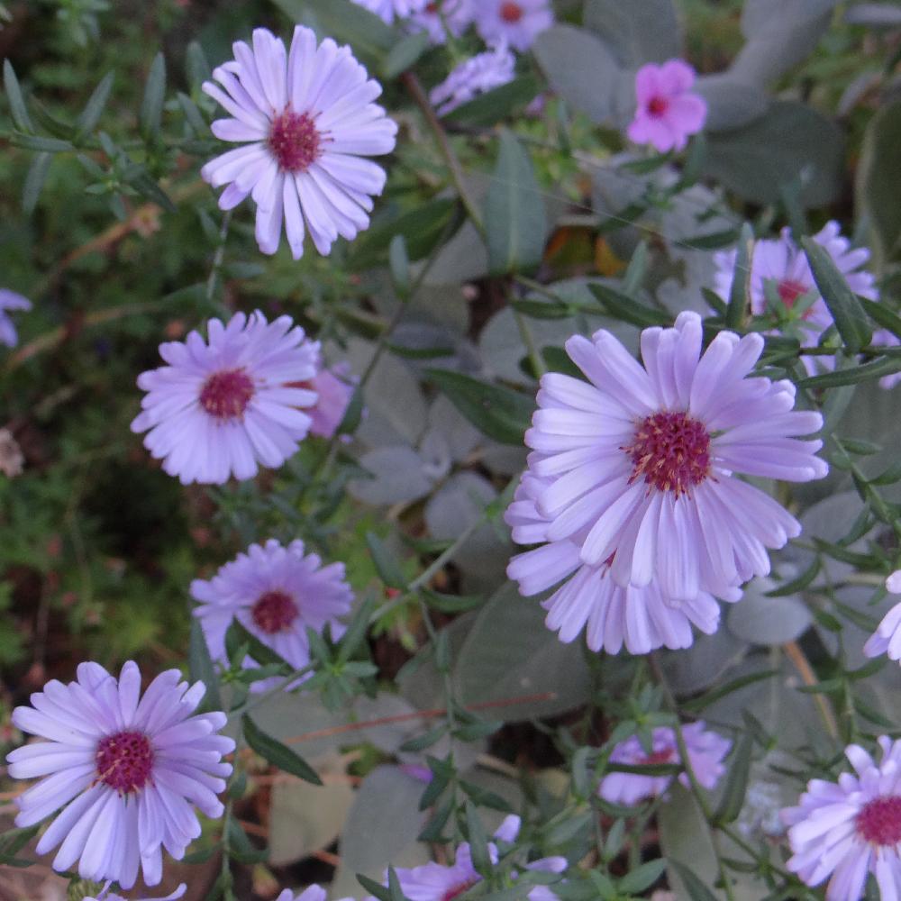 ASTER laevis 'Calliope'