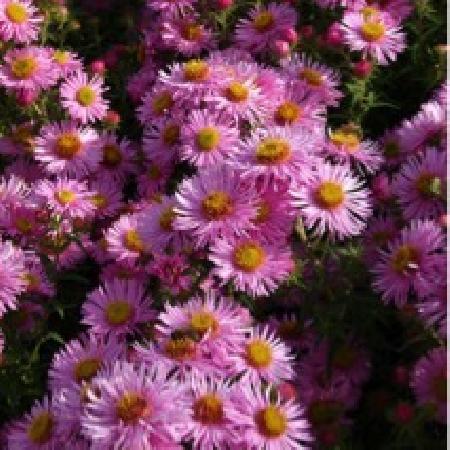 ASTER  na 'Annabelle de Chazal'