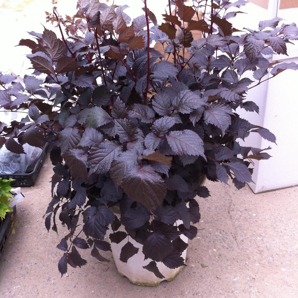 ASTILBE 'Chocolate Shogun' ®