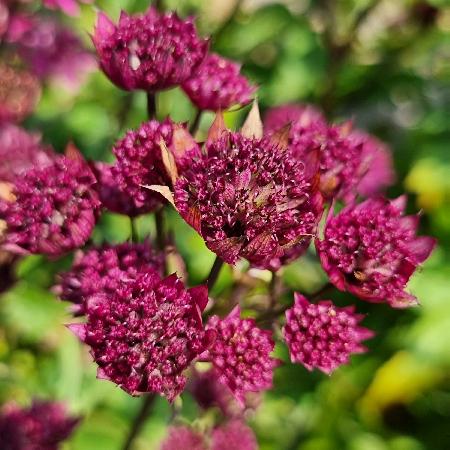 ASTRANTIA major 'Purple Happiness'