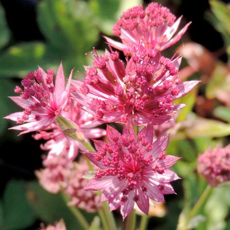 ASTRANTIA major 'Roma' ® 