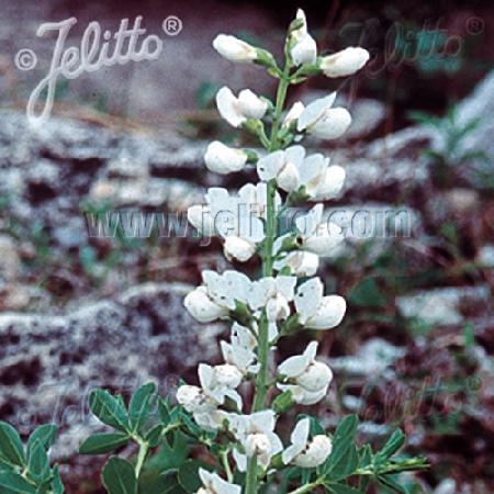 BAPTISIA australis 'Alba'