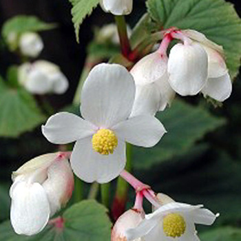 BEGONIA grandis 'Alba'