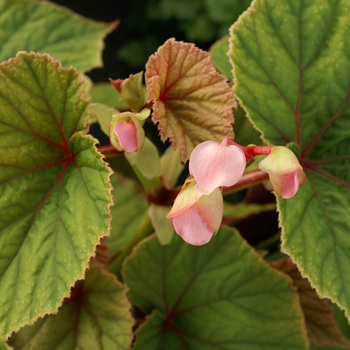 BEGONIA grandis var. evansiana