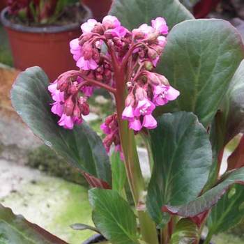 BERGENIA 'Bartok'