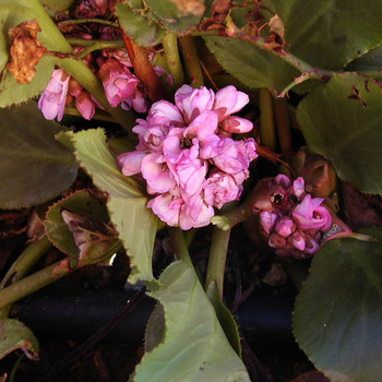 BERGENIA cordifolia