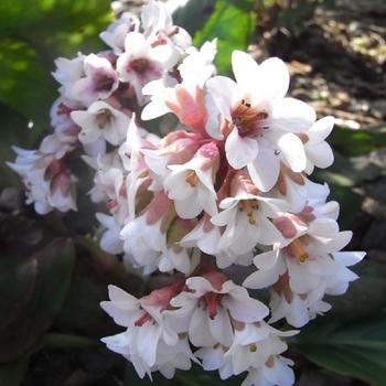 BERGENIA 'Bressingham White'