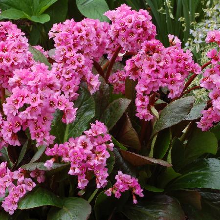 BERGENIA 'Spring Fling'