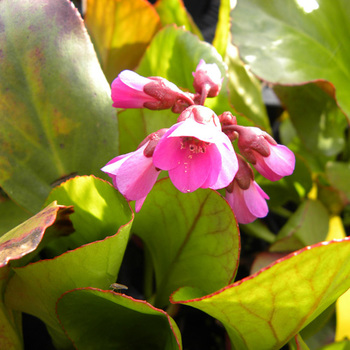 BERGENIA 'Rotblum'