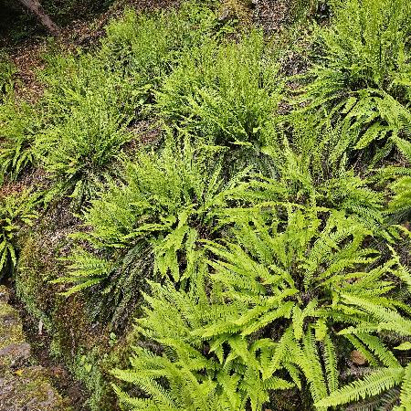BLECHNUM spicant