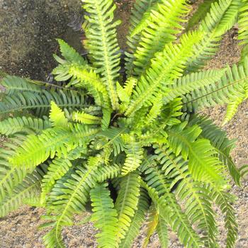 BLECHNUM spicant