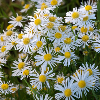 BOLTONIA asteroides var. latisquama