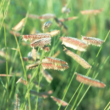 BOUTELOUA gracilis