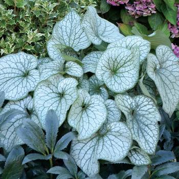 BRUNNERA macrophylla 'Alexander's Great'