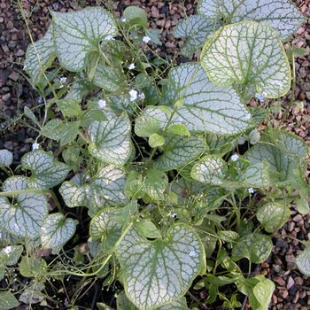 BRUNNERA macrophylla 'Jack Frost' ®