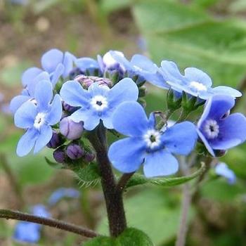 BRUNNERA macrophylla