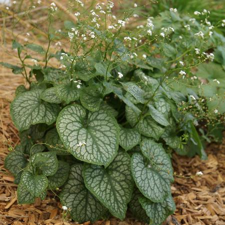 BRUNNERA macrophylla 'Mr Morse'
