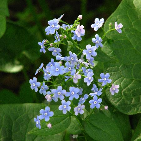 BRUNNERA sibirica