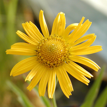 BUPHTHALMUM salicifolium