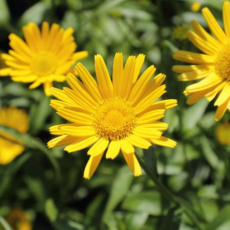 BUPHTHALMUM