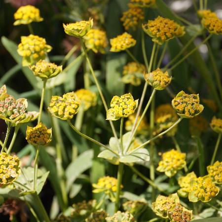 BUPLEURUM