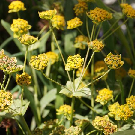 BUPLEURUM