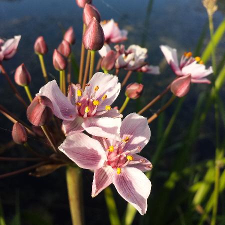 BUTOMUS umbellatus