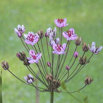 BUTOMUS umbellatus