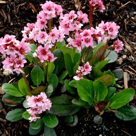 BERGENIA 'Pink Dragonfly'