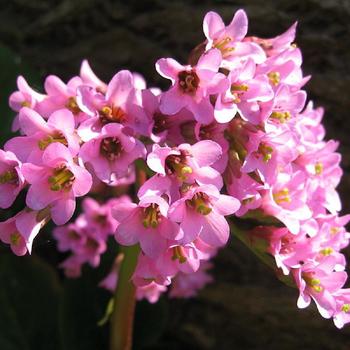 BERGENIA purpurascens