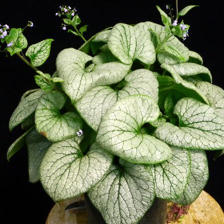BRUNNERA macrophylla 'Alchemy Silver' ®