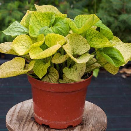 BRUNNERA macrophylla 'Diane's Gold' ®