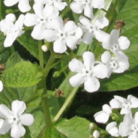 BRUNNERA macrophylla 'Marley's White'