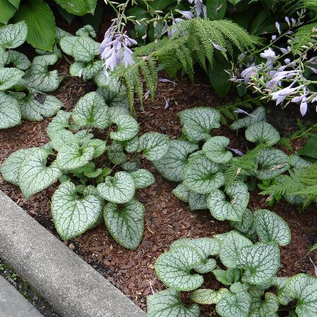 BRUNNERA macrophylla 'Silver Heart' ®