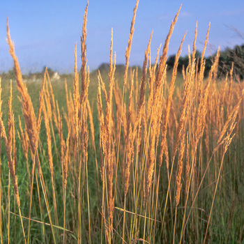 CALAMAGROSTIS acutiflora 'Karl Foerster'