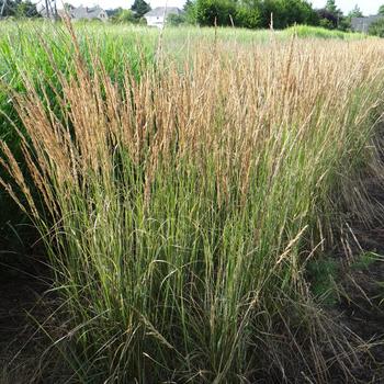 CALAMAGROSTIS acutiflora 'Overdam'