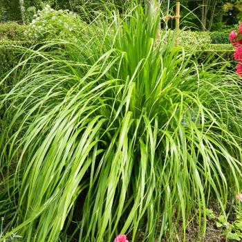 CALAMAGROSTIS brachytricha (Stipa)