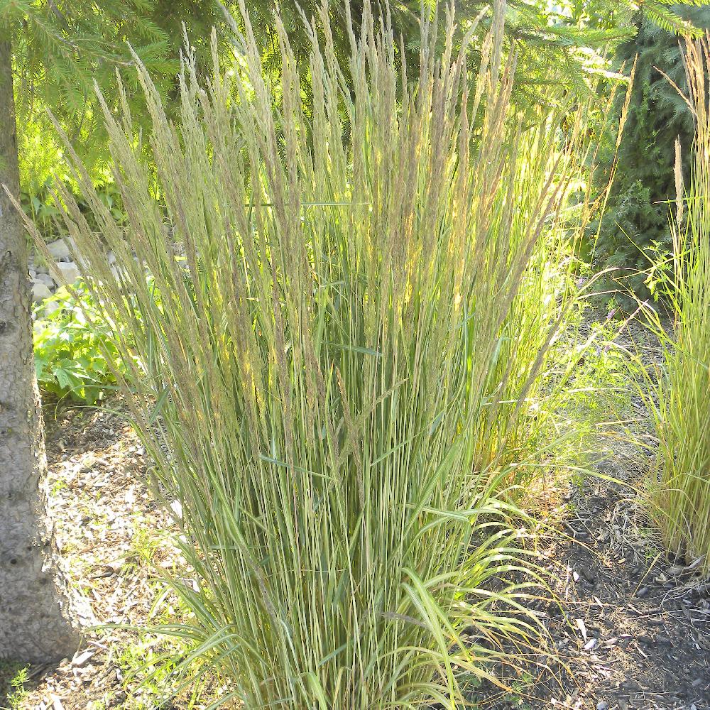 CALAMAGROSTIS acutiflora 'Eldorado'