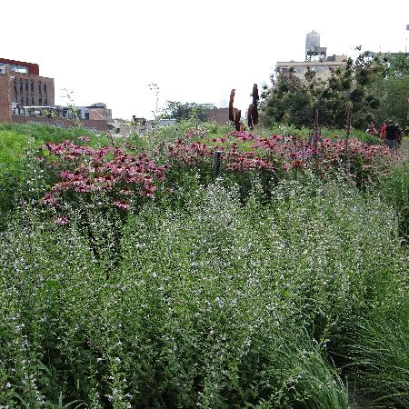 CALAMINTHA nepeta 'Triumphator'